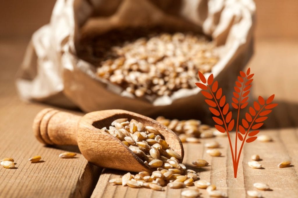 Pira, gluten